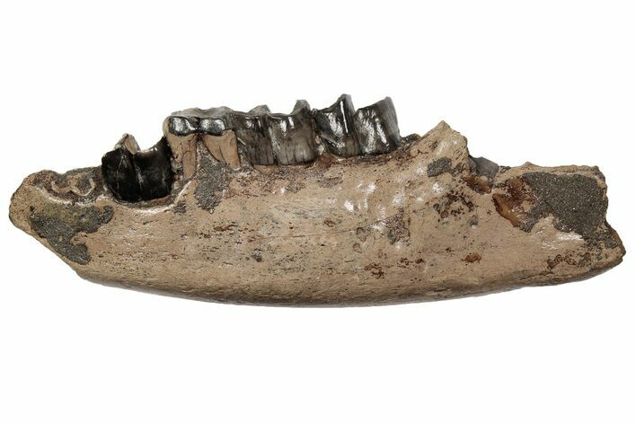 Fossil Rhino (Stephanorhinus) Left Mandible - Germany #200792